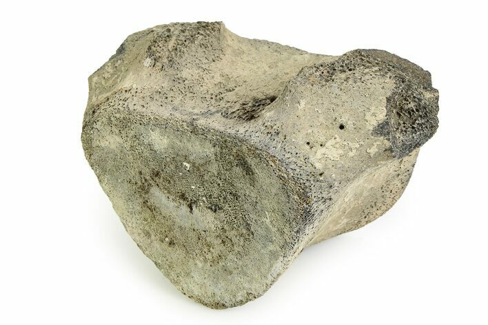 Fossil Whale Thoracic Vertebra - Yorktown Formation #351090